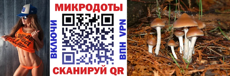 Псилоцибиновые грибы Psilocybe Куровское